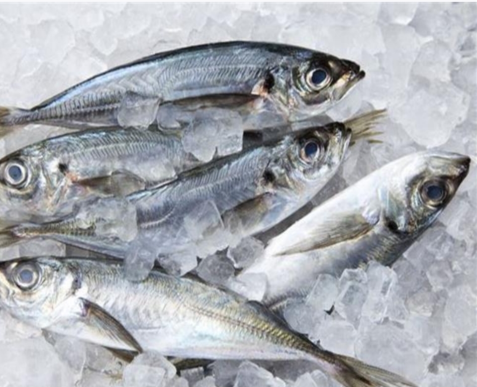  دراسة تدعو الى إضافة الأسماك إلى النظام الغذائي للأطفال