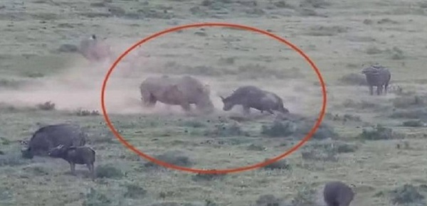  شاهد "مشهد نادر" معركة بين وحيد قرن وجاموس (فيديو)