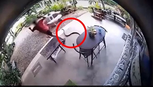  فيديو (17 ثانية) يوثق لحظة نجاة رجل من هجوم أفعى شرسة عليه