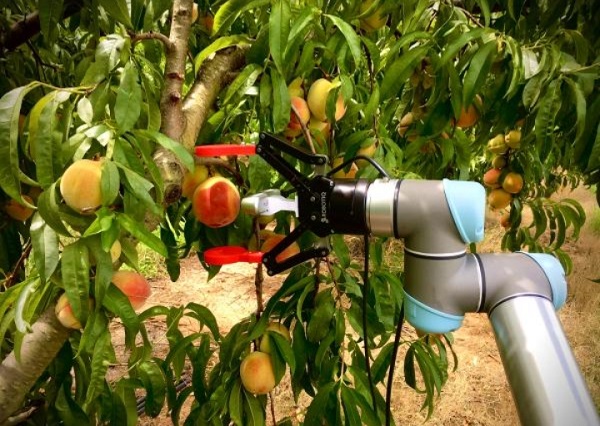  ابتكار روبوت لقطف ثمار الخوخ بمخالب رقيقة