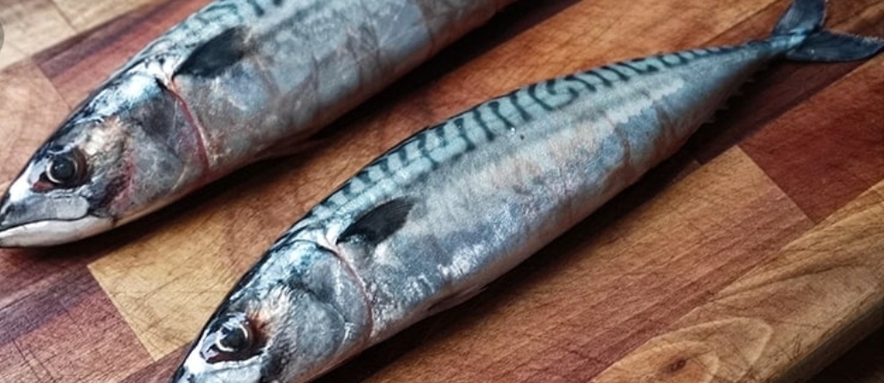  سمك الماكريل و اهمية معرفة فوائد تناوله على الصحة