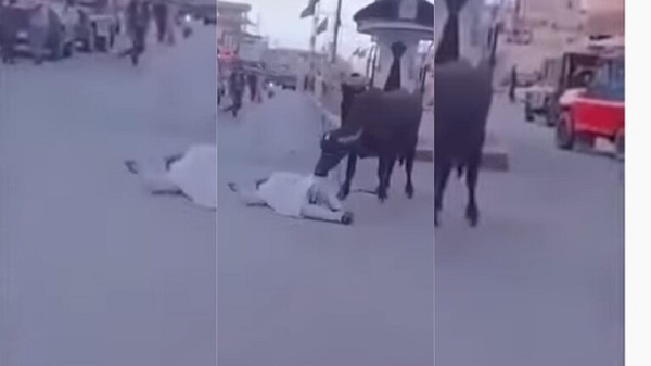  شاهد جاموس هائج يهاجم رجل وامرأة في البصرة (فيديو)