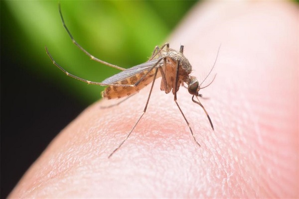  ما هي الأمراض التي يمكن ان ينقلها البعوض؟